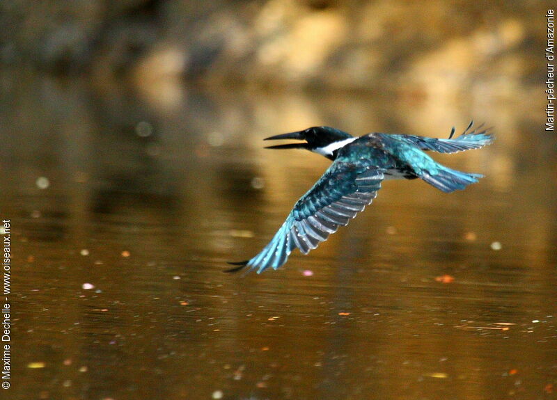 Amazon Kingfisher female adult, Flight