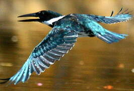 Amazon Kingfisher