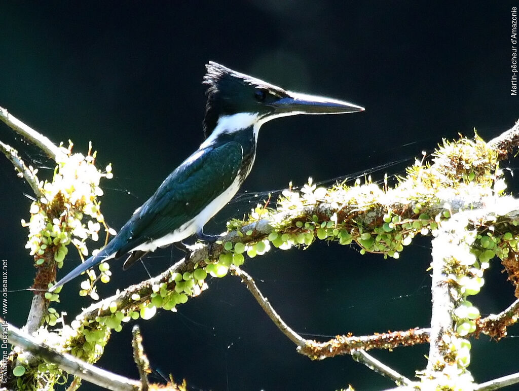 Amazon Kingfisher female adult, identification