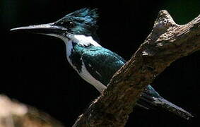 Amazon Kingfisher