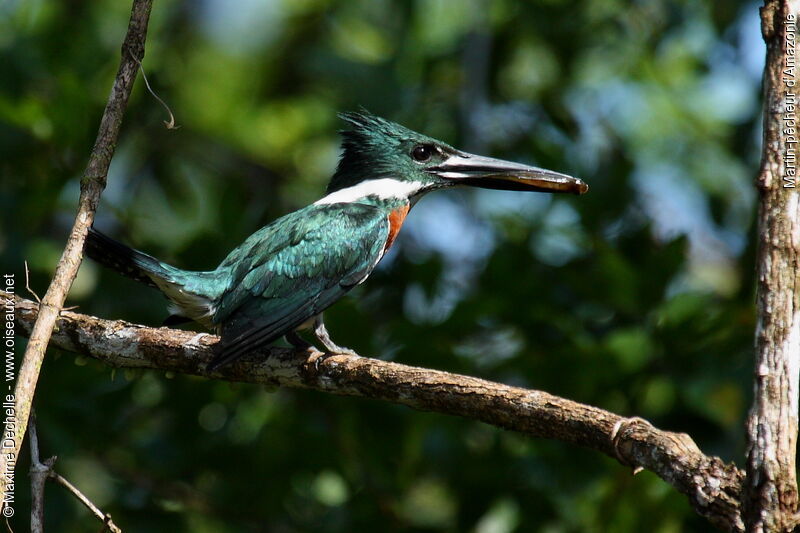 Amazon Kingfisher male adult, identification, feeding habits