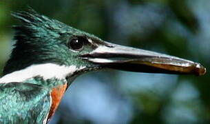 Amazon Kingfisher