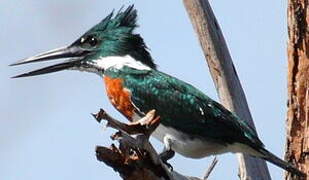 Martin-pêcheur d'Amazonie