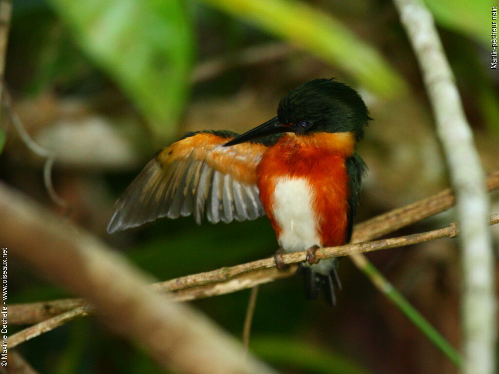 Martin-pêcheur nain, identification, Comportement