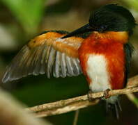 American Pygmy Kingfisher