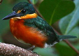 American Pygmy Kingfisher