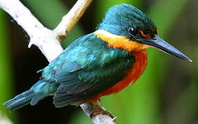 American Pygmy Kingfisher