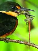 American Pygmy Kingfisher