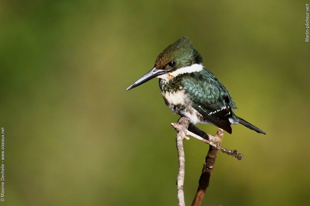 Green Kingfisher female adult, identification