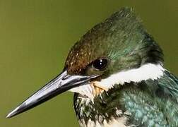 Green Kingfisher