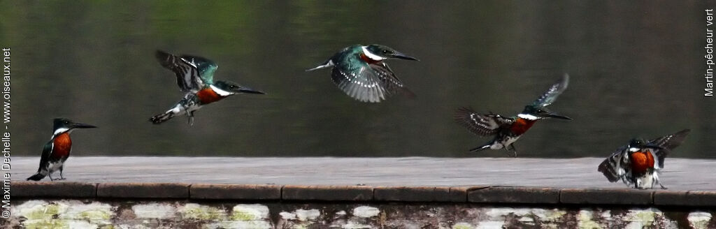 Green Kingfisher male adult, Flight