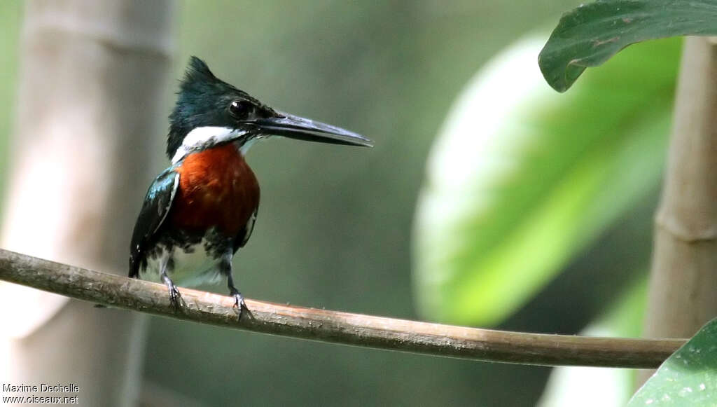 Green Kingfisher male adult, close-up portrait