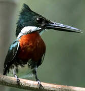 Green Kingfisher