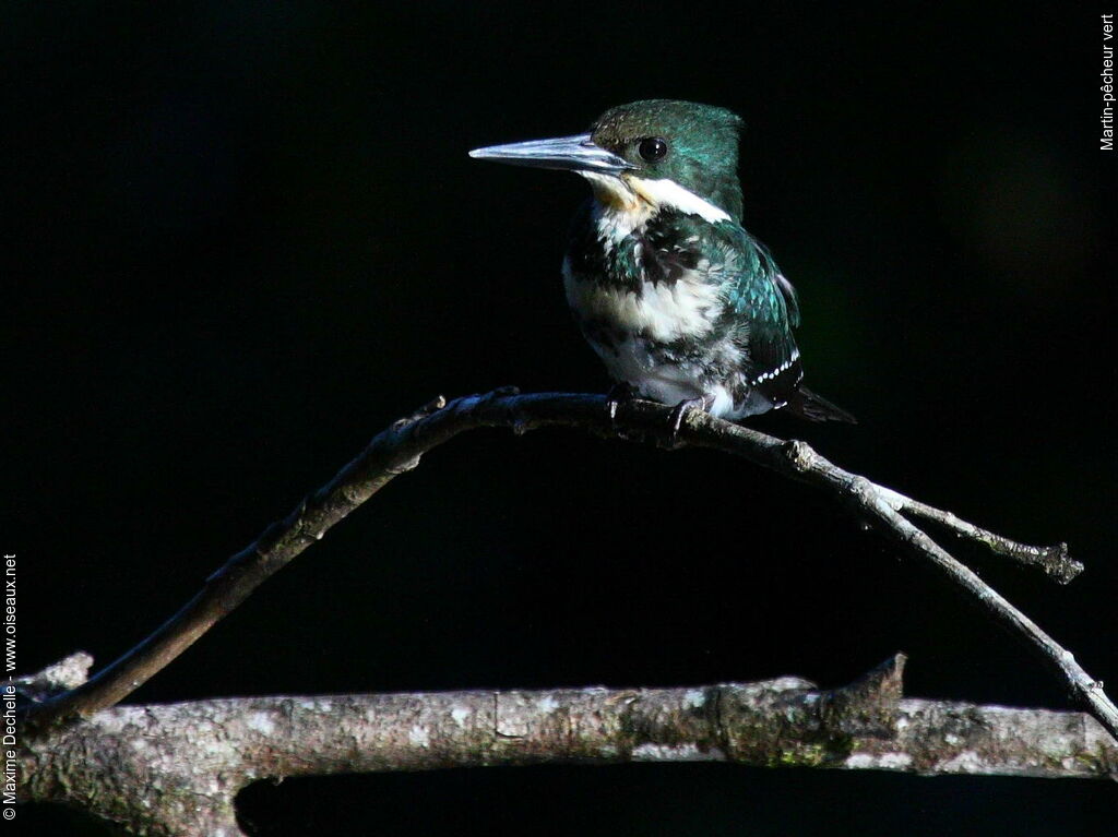 Martin-pêcheur vert femelle adulte, identification