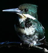 Green Kingfisher