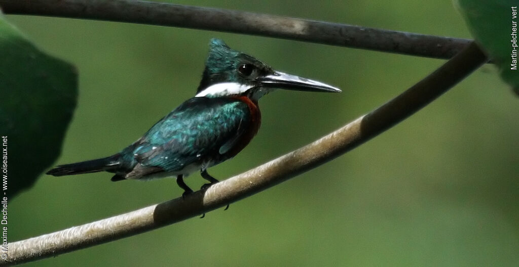 Green Kingfisher male adult, identification