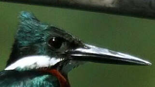 Green Kingfisher