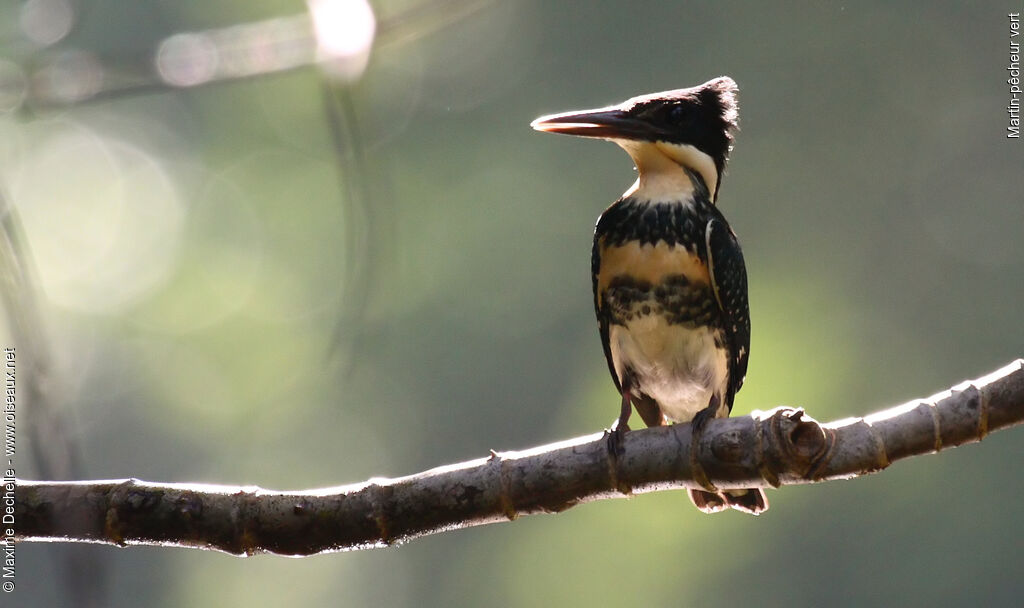 Green Kingfisher female adult, identification