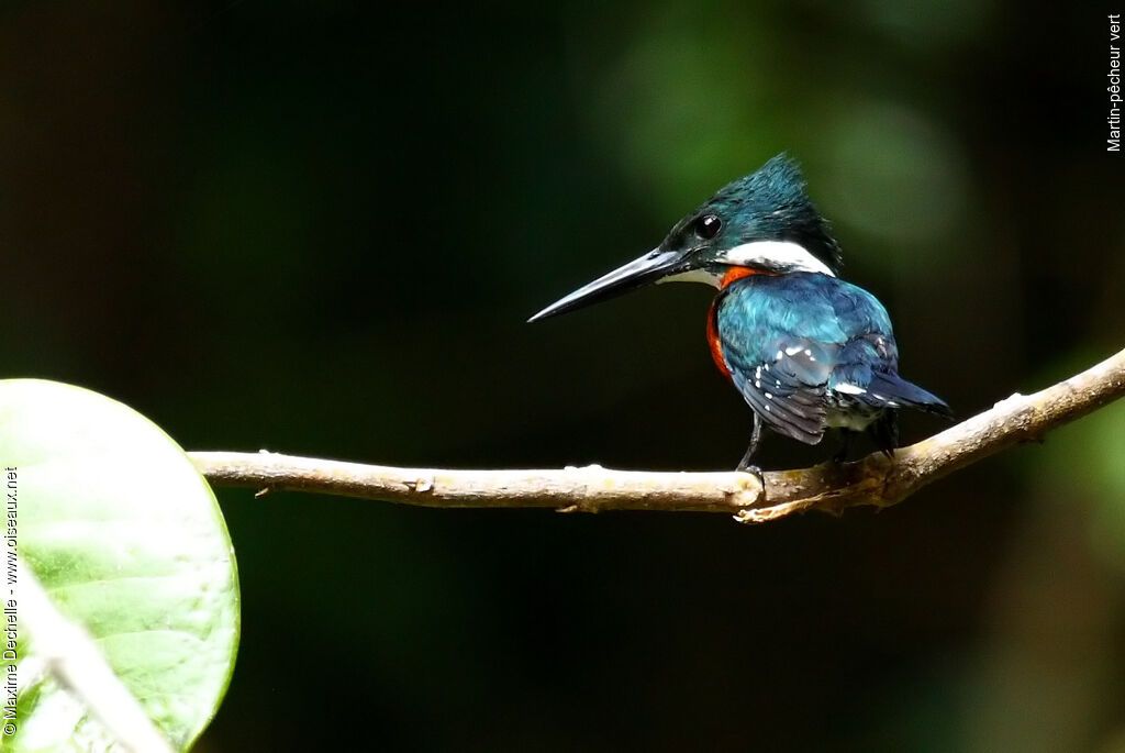 Green Kingfisher male adult, identification