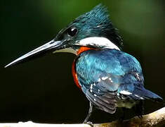 Green Kingfisher