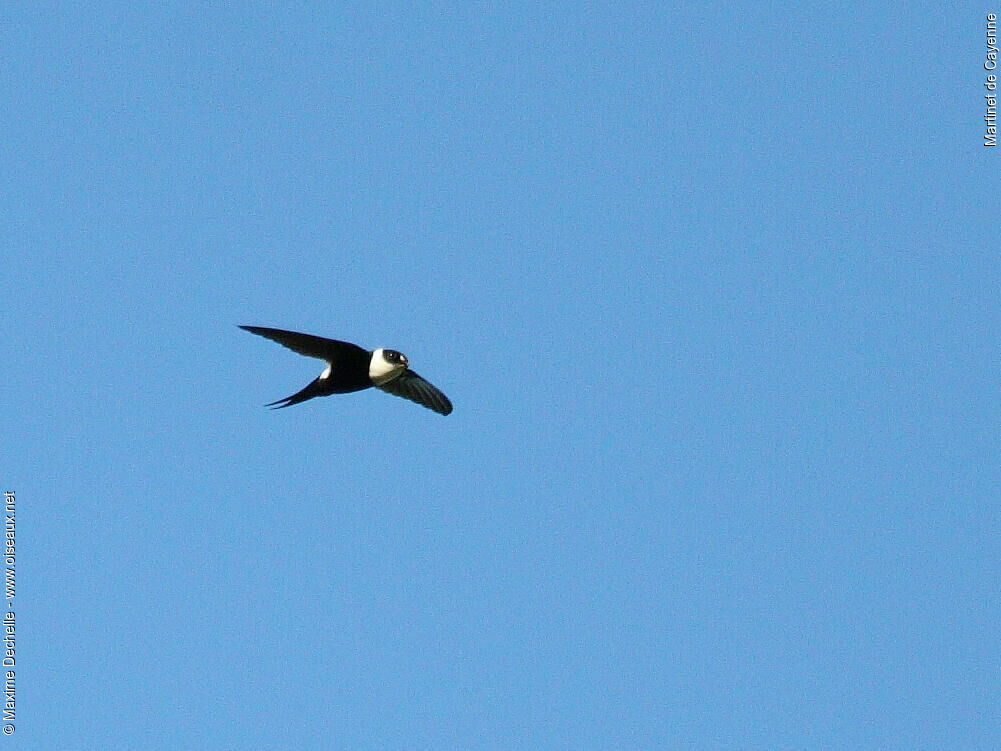 Lesser Swallow-tailed Swift