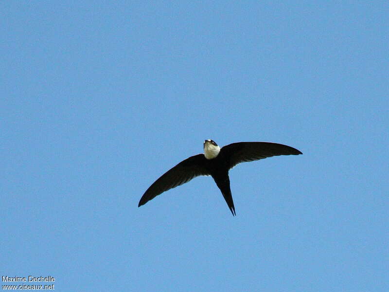 Lesser Swallow-tailed Swiftadult, identification