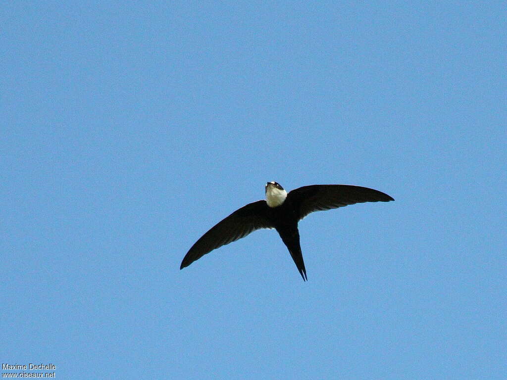 Martinet de Cayenneadulte, identification