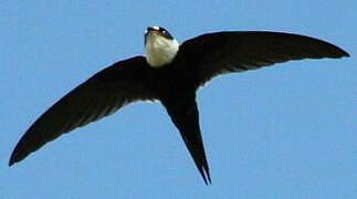 Lesser Swallow-tailed Swift