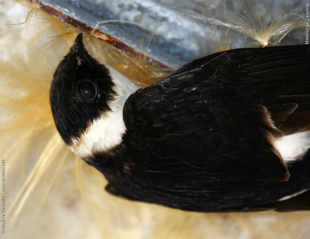 Lesser Swallow-tailed Swift, identification, Reproduction-nesting