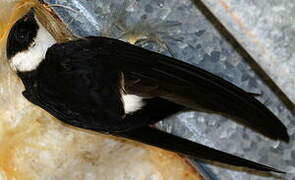 Lesser Swallow-tailed Swift