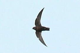 American Black Swift