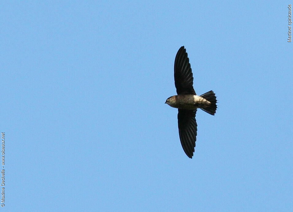 Band-rumped Swift, Flight