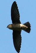 Band-rumped Swift