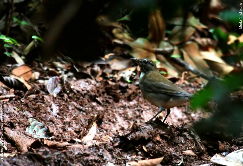 White-necked Thrush