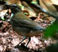 White-necked Thrush