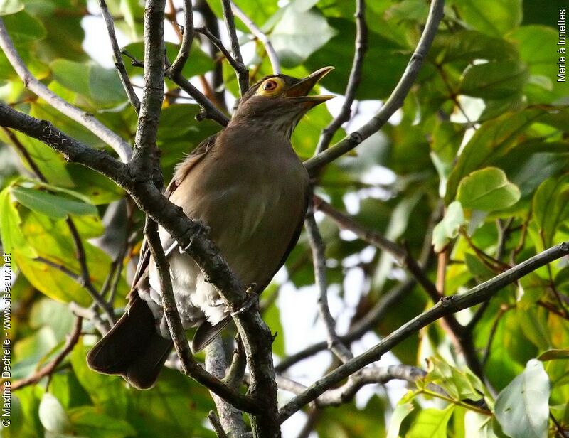Spectacled Thrush, song