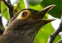 Spectacled Thrush