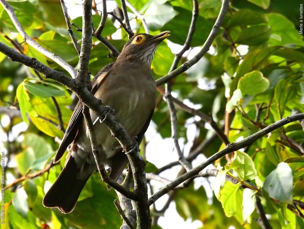 Spectacled Thrush