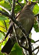 Spectacled Thrush