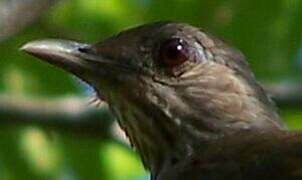 Pale-breasted Thrush