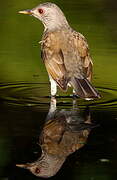 Pale-breasted Thrush