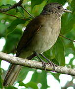 Pale-breasted Thrush