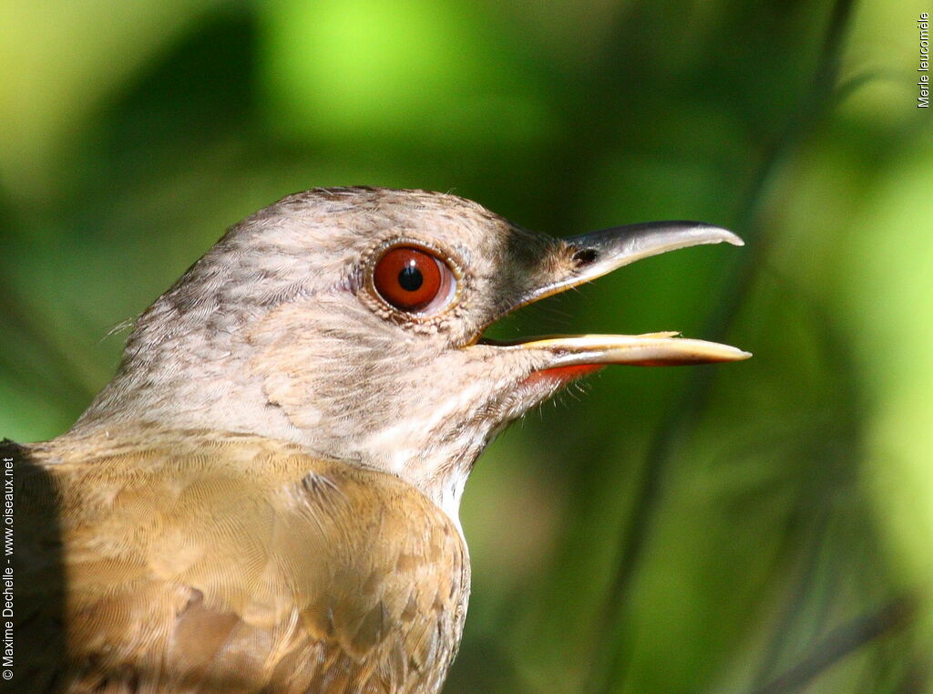 Merle leucomèle