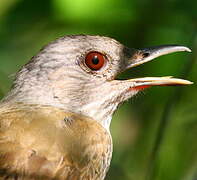 Pale-breasted Thrush