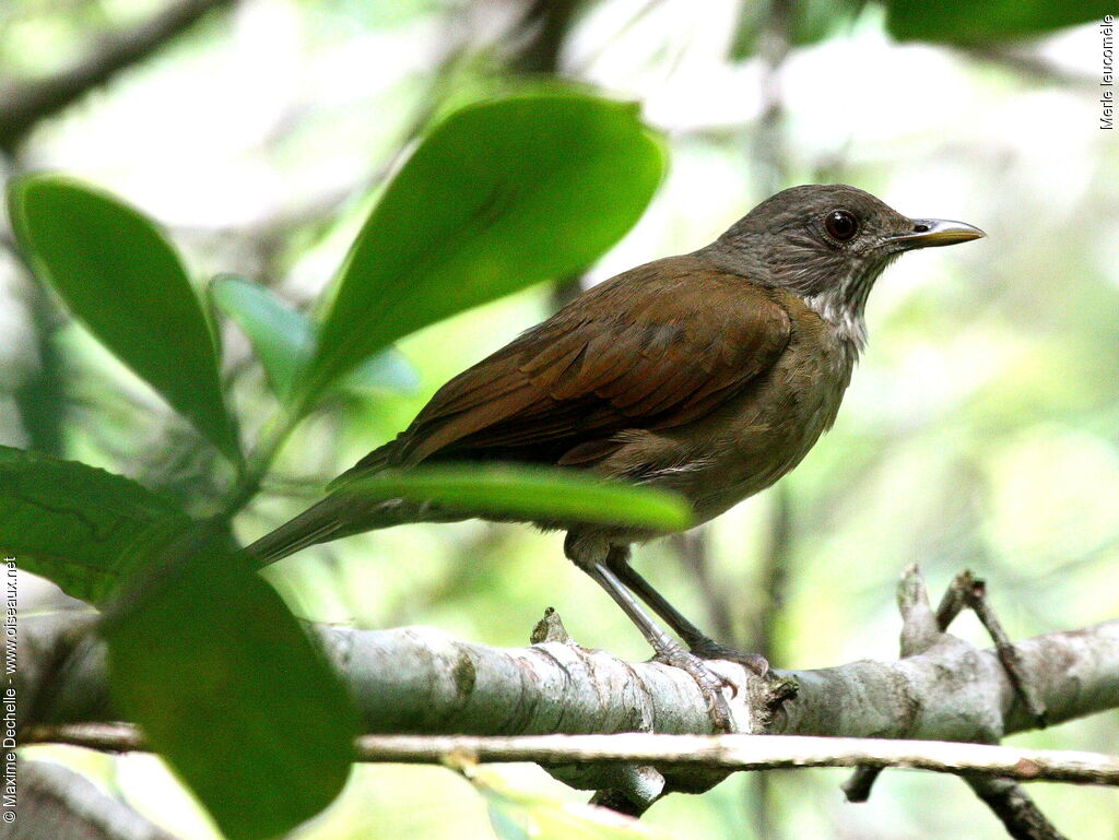 Merle leucomèle, identification