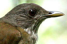 Pale-breasted Thrush