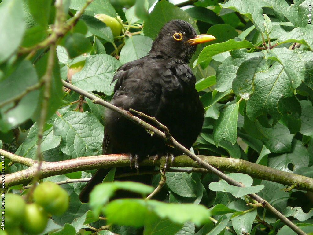 Merle noir mâle adulte