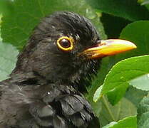 Common Blackbird