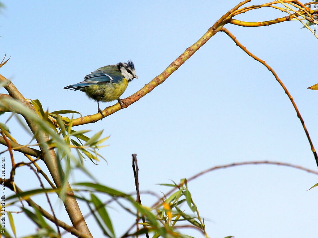 Mésange bleue, identification