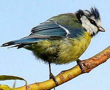 Eurasian Blue Tit